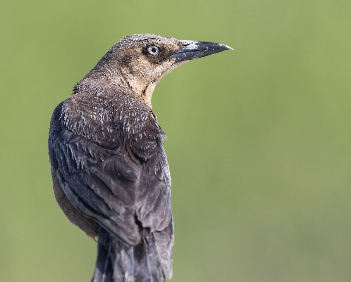 Boat-tailed Grackle - ML620517221