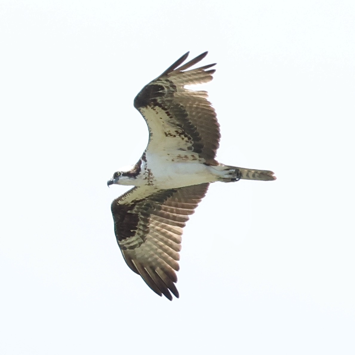 Águila Pescadora - ML620517223