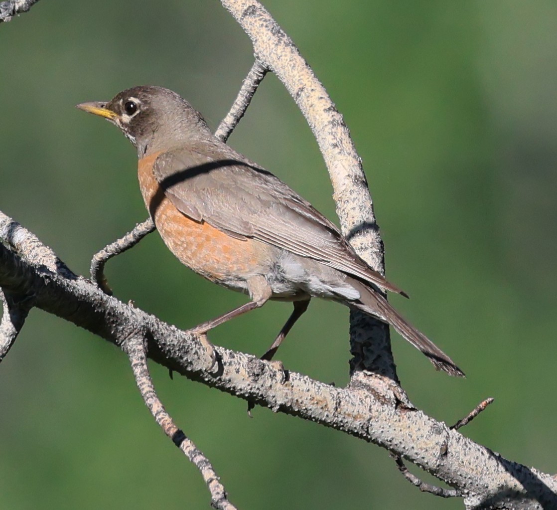 American Robin - Charlotte Byers