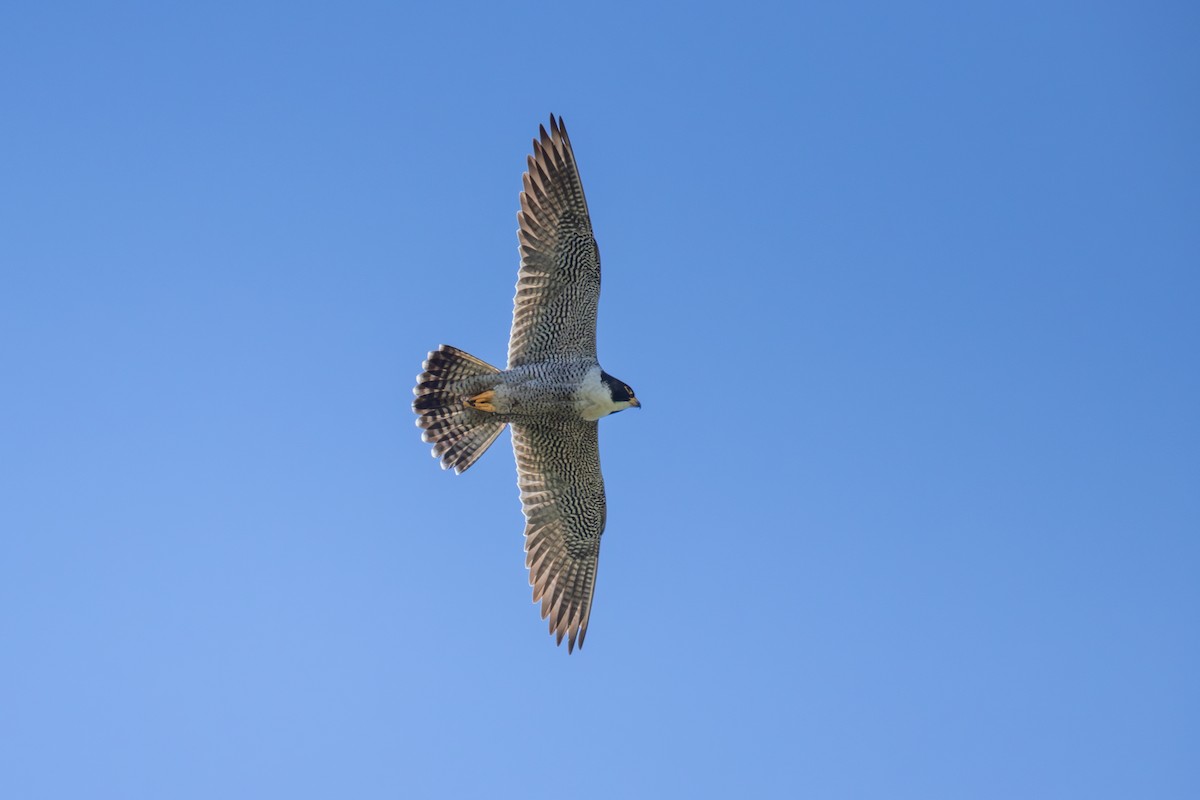 Peregrine Falcon - ML620517227