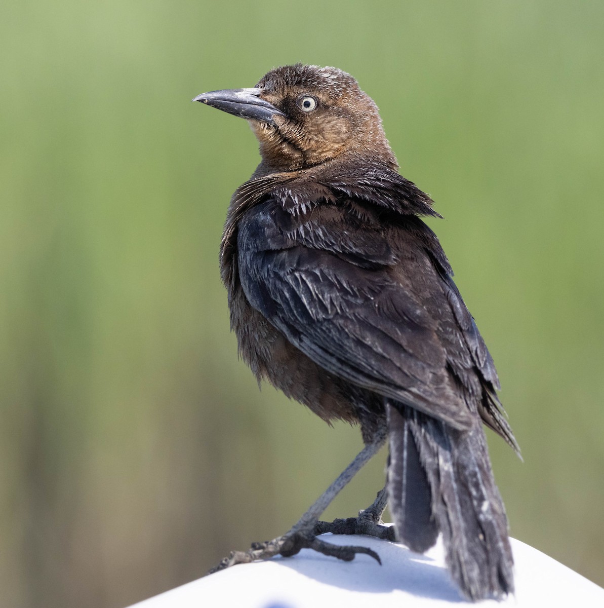Boat-tailed Grackle - ML620517229