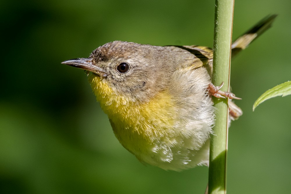 Common Yellowthroat - ML620517230