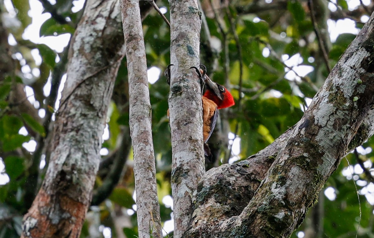 Red-necked Woodpecker - Tom Feild