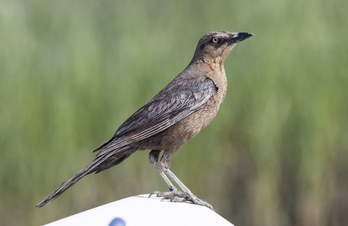 Boat-tailed Grackle - ML620517233