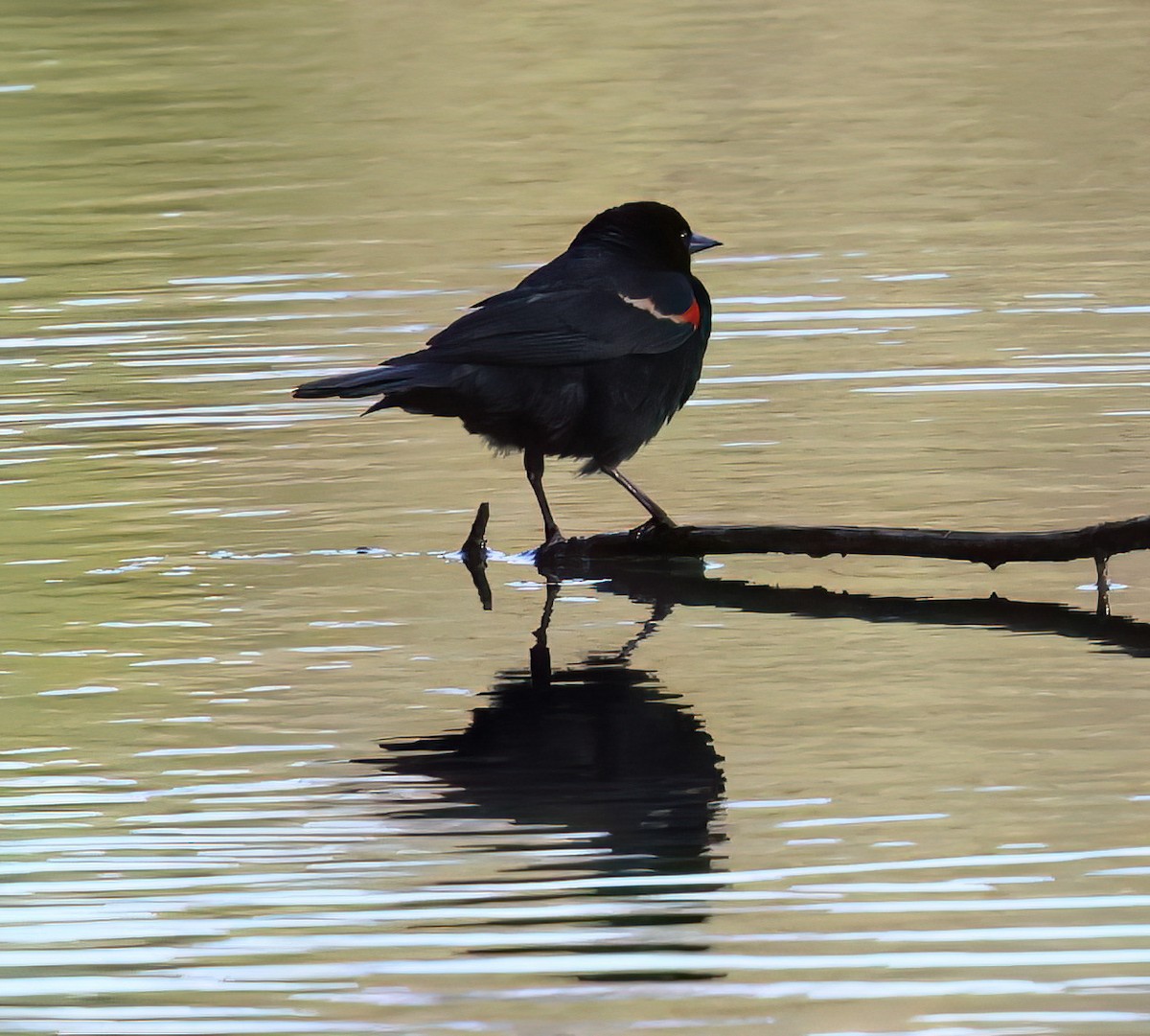 Red-winged Blackbird - ML620517234