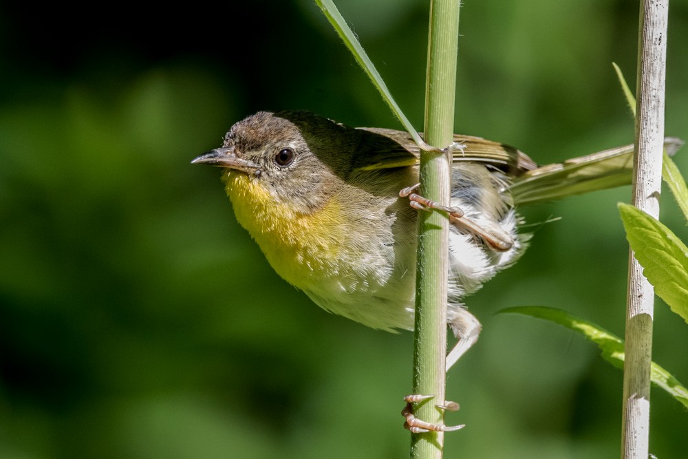 Common Yellowthroat - ML620517238