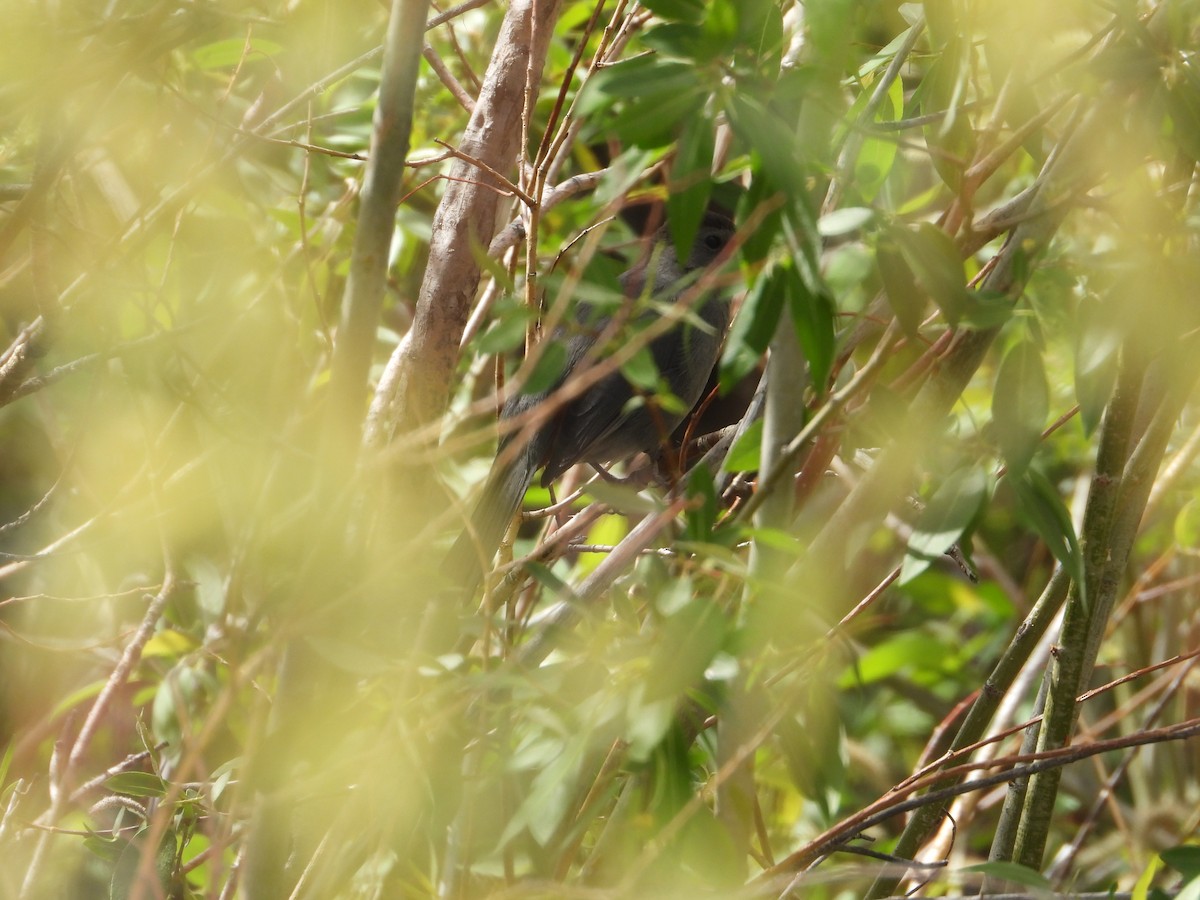 Gray Catbird - ML620517242