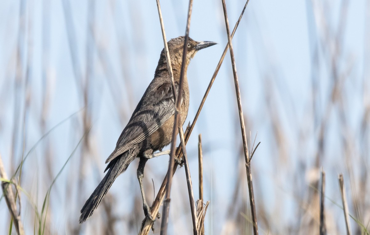Boat-tailed Grackle - ML620517243
