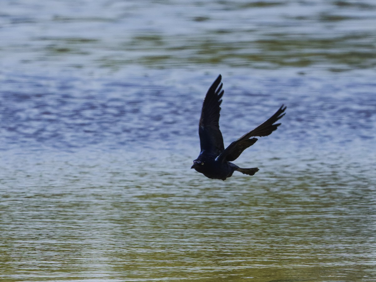 Boat-tailed Grackle - Angus Wilson