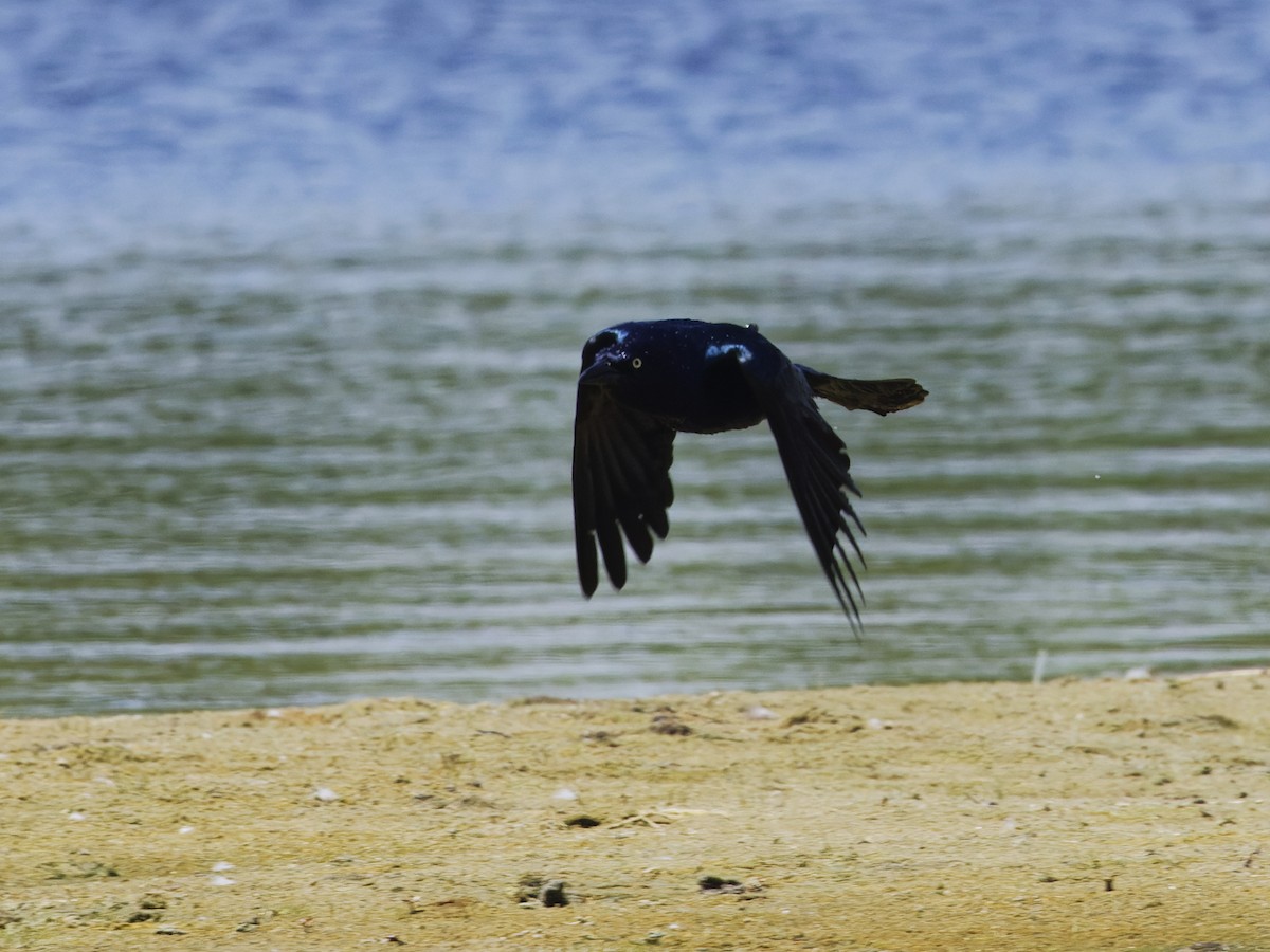 Boat-tailed Grackle - ML620517255