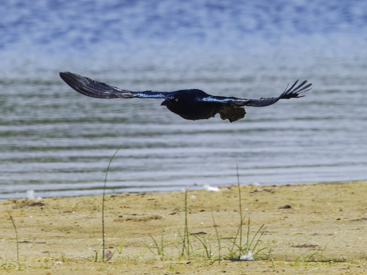 Boat-tailed Grackle - ML620517256