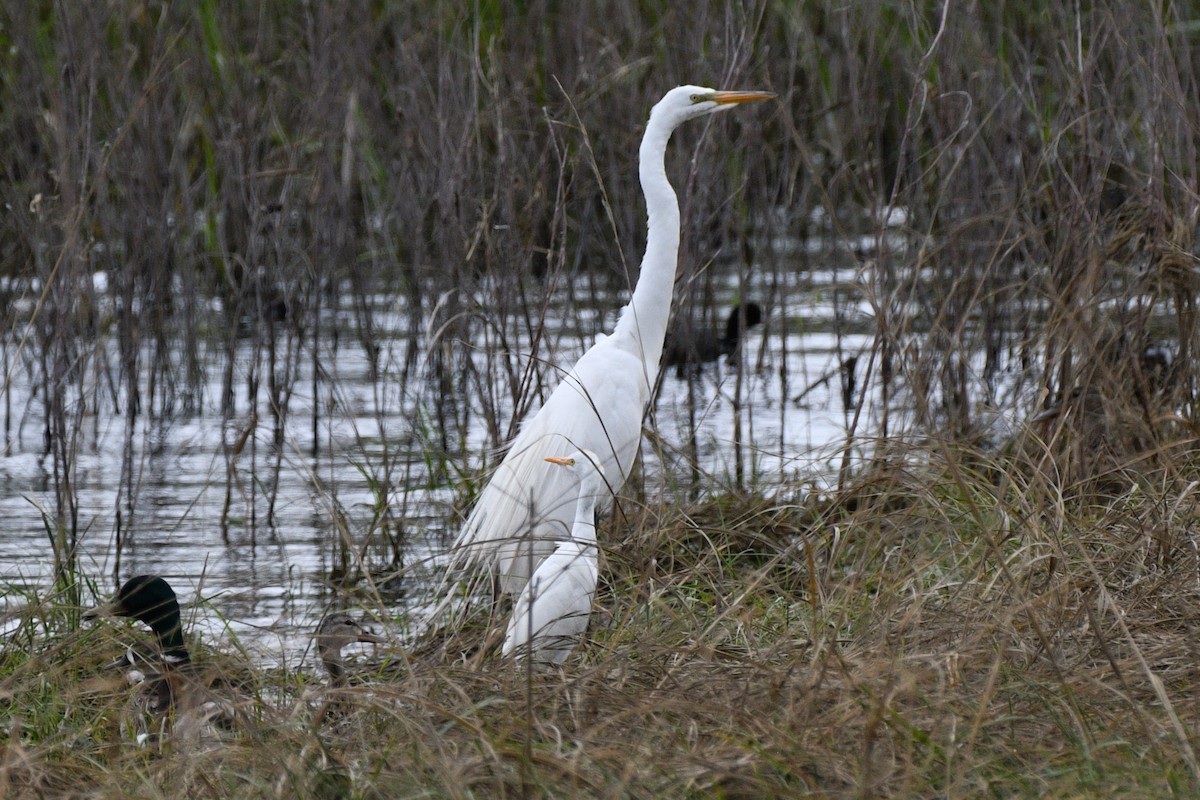 Western Cattle Egret - ML620517259