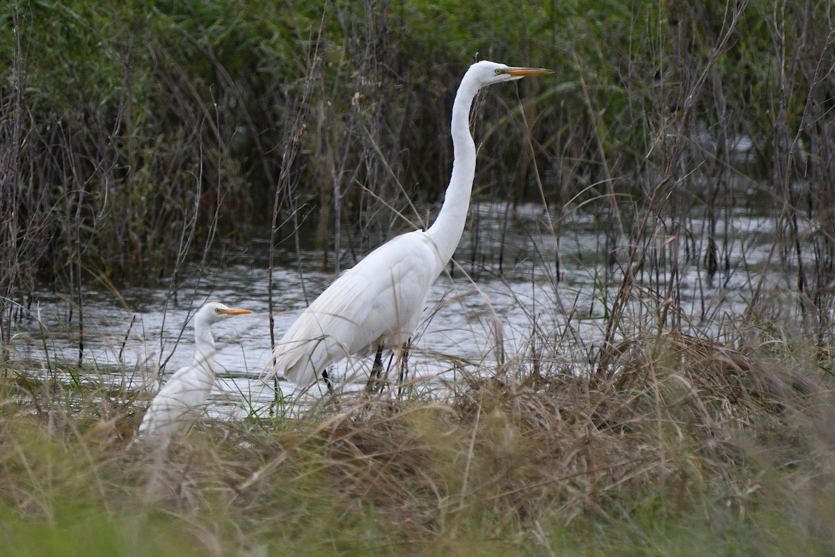 Western Cattle Egret - ML620517261