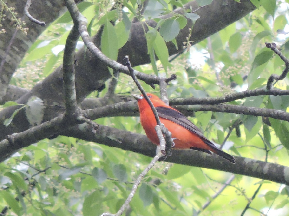 Scarlet Tanager - ML620517276