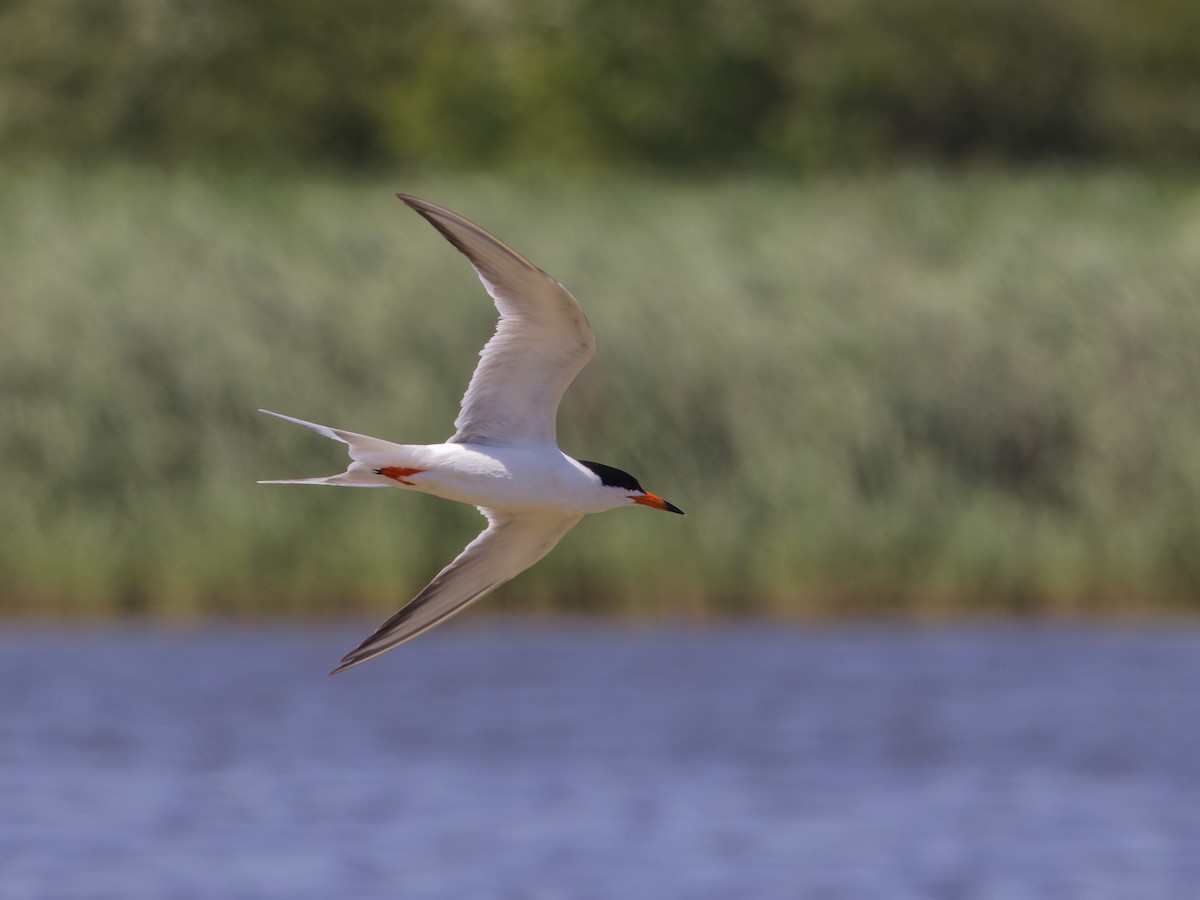 Forster's Tern - ML620517283