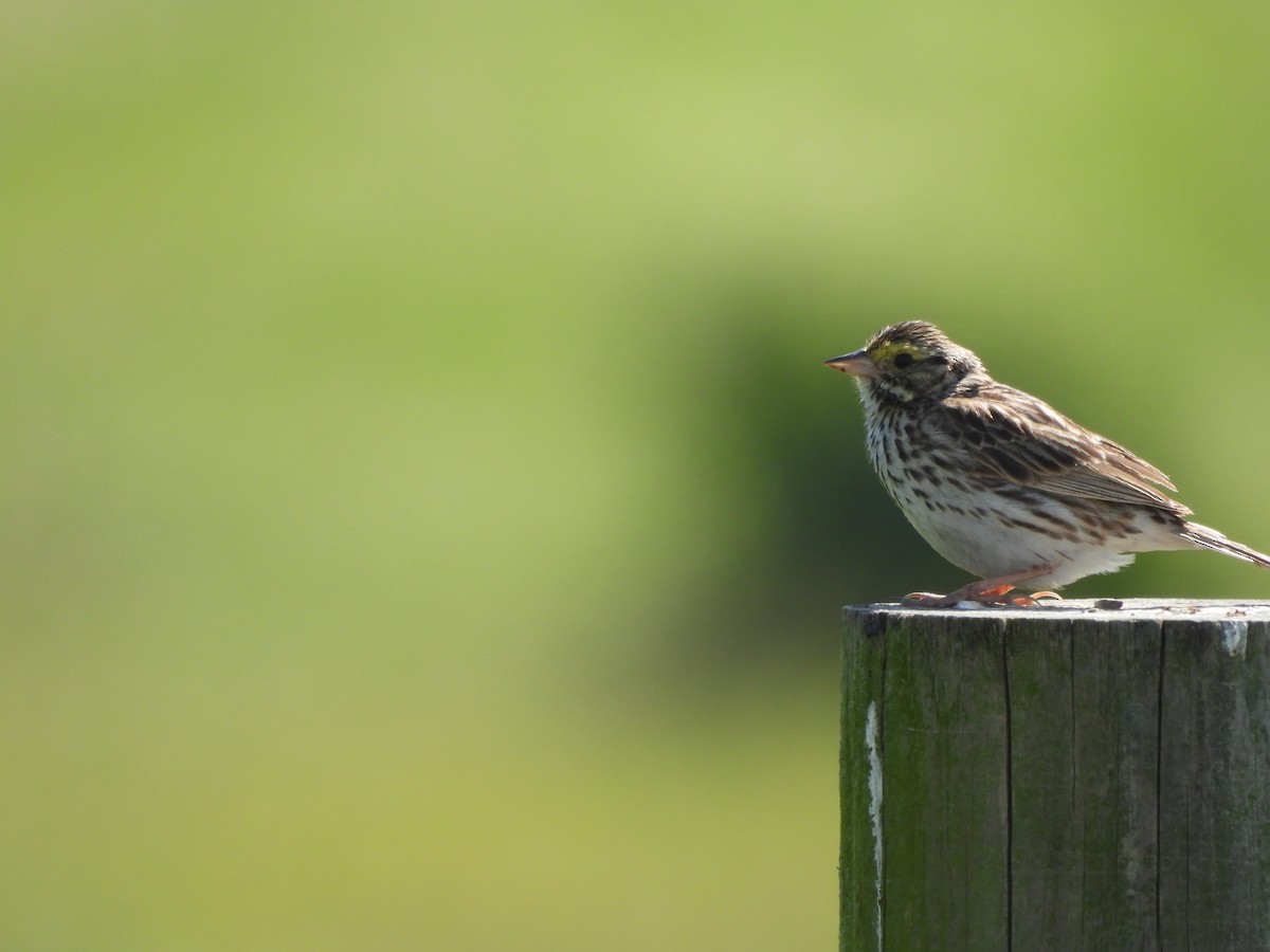 Savannah Sparrow - ML620517292