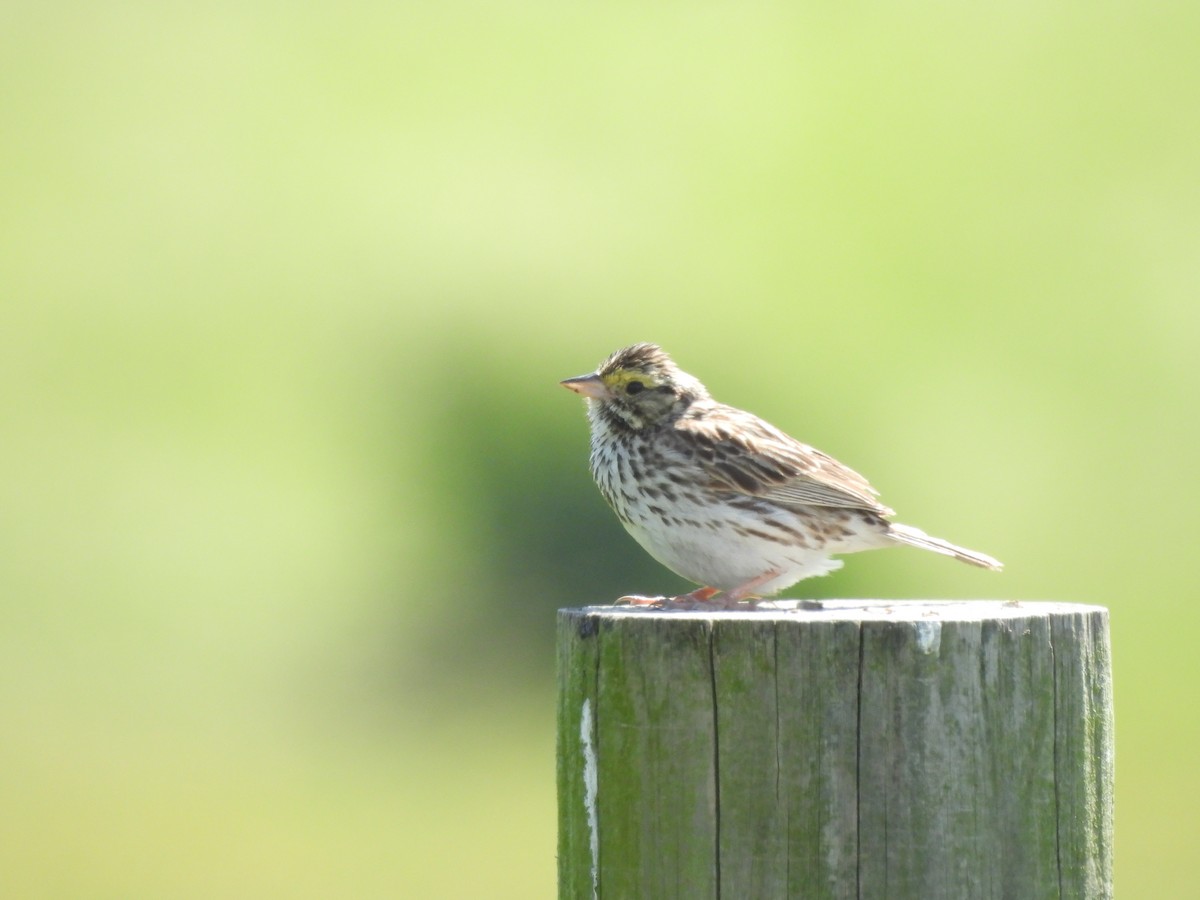 Savannah Sparrow - ML620517294