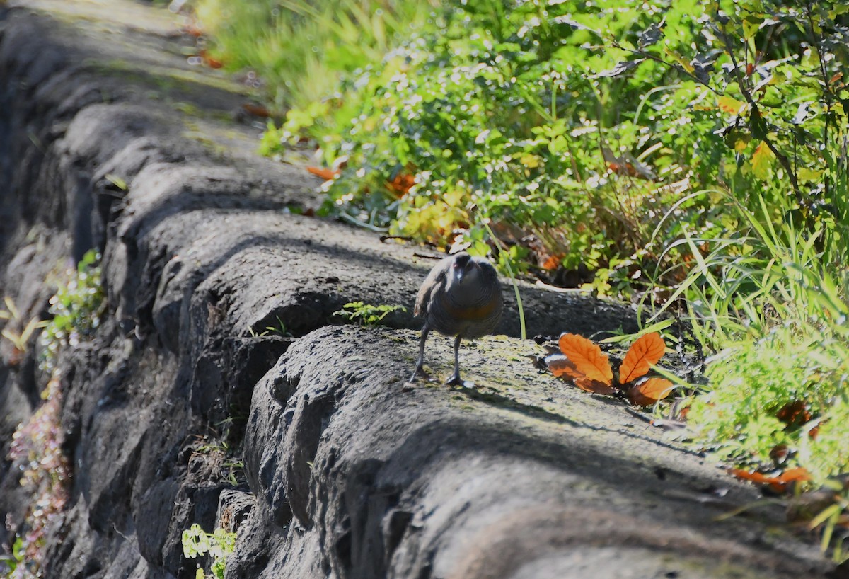 Buff-banded Rail - ML620517299