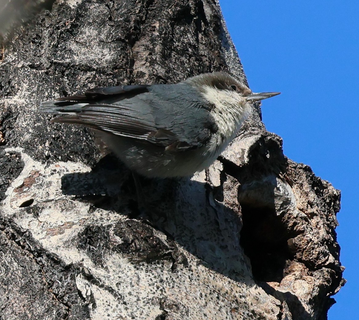 White-breasted Nuthatch - ML620517303