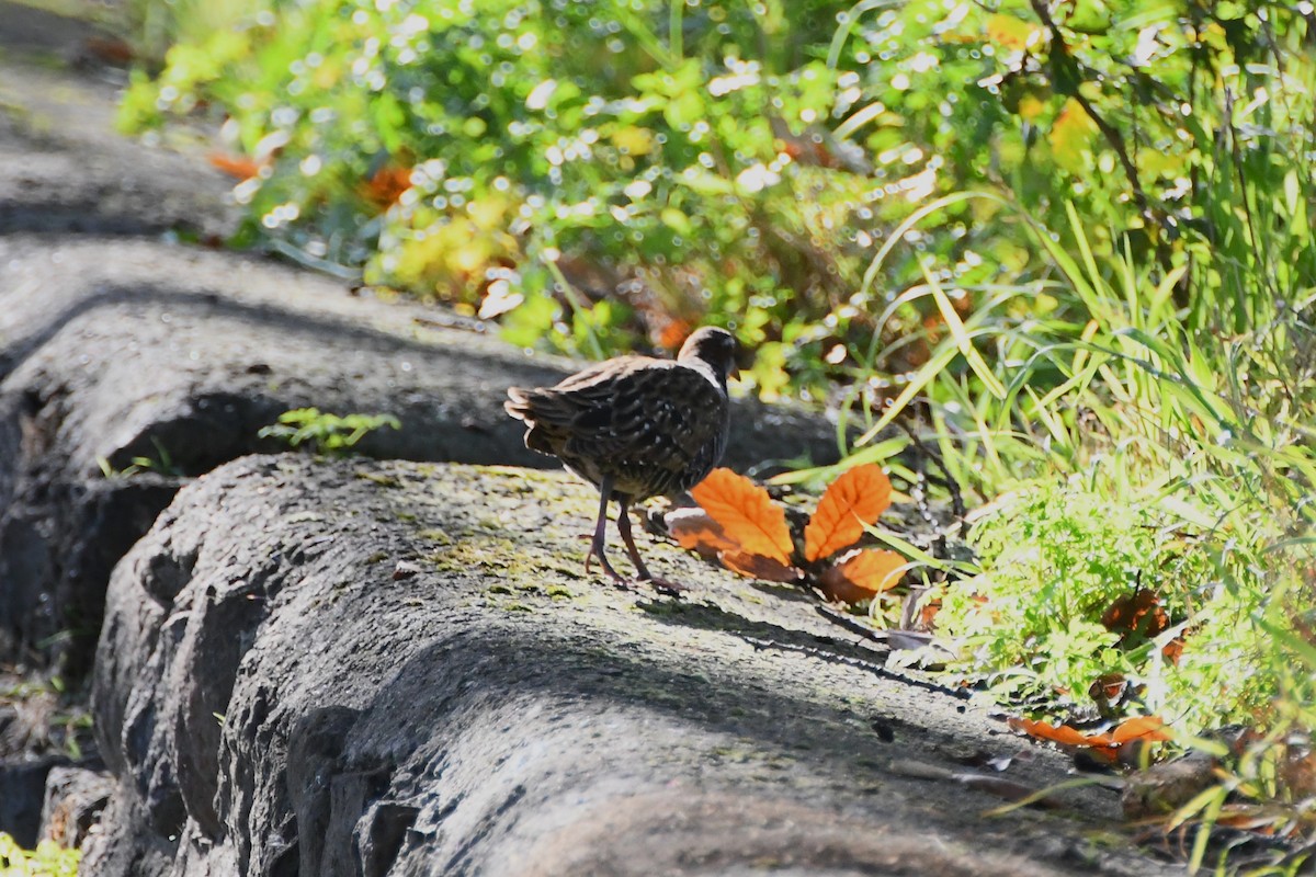 Buff-banded Rail - ML620517308