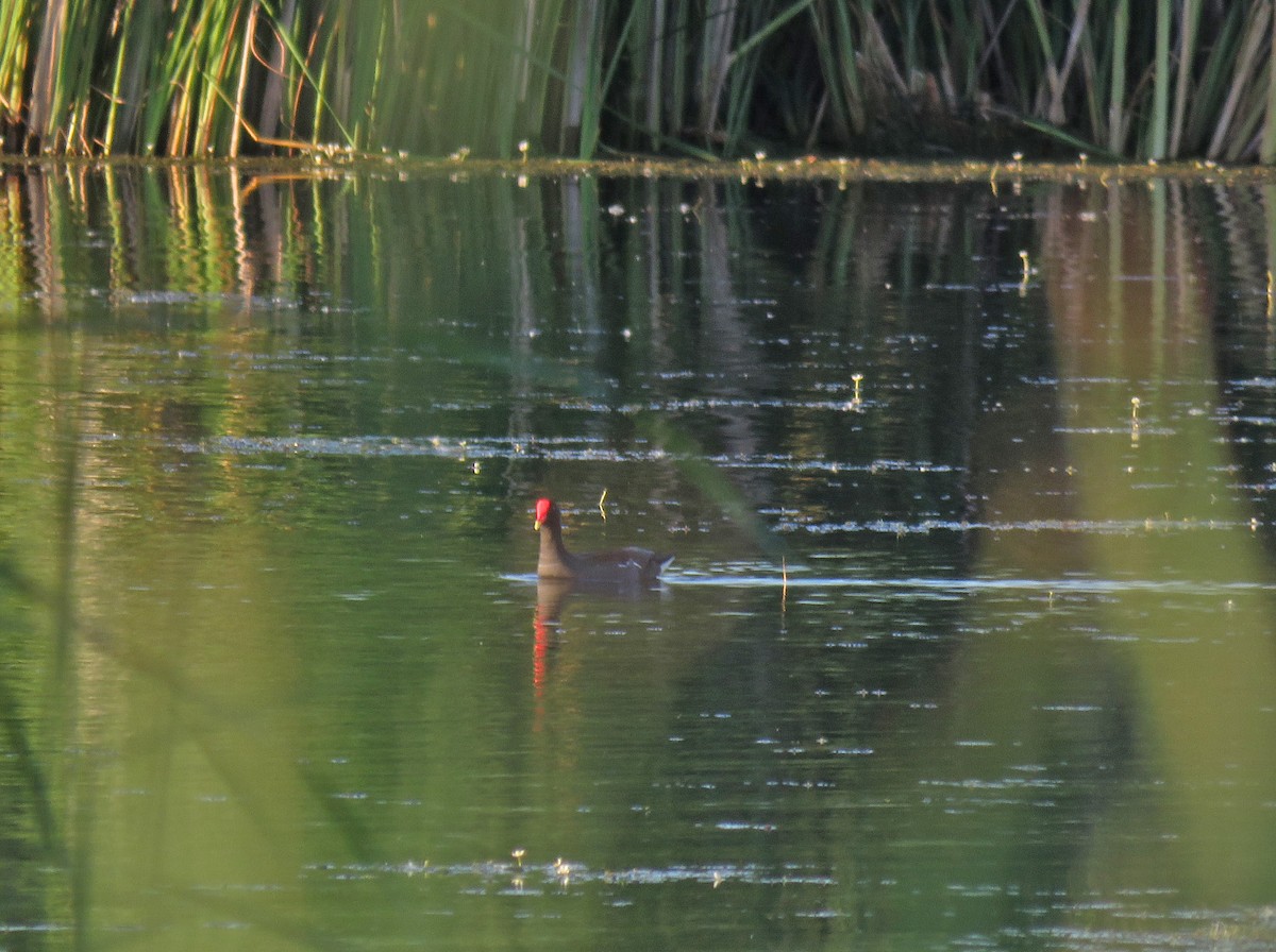 Common Gallinule - ML620517309