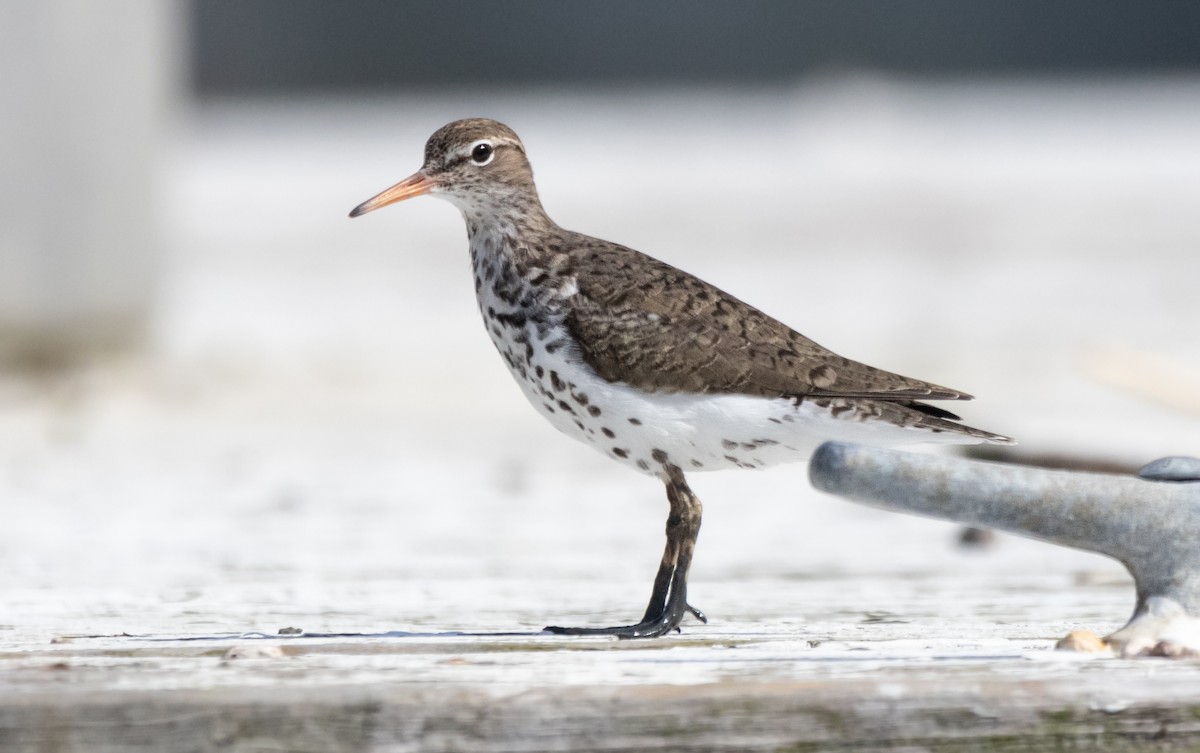 Spotted Sandpiper - ML620517310