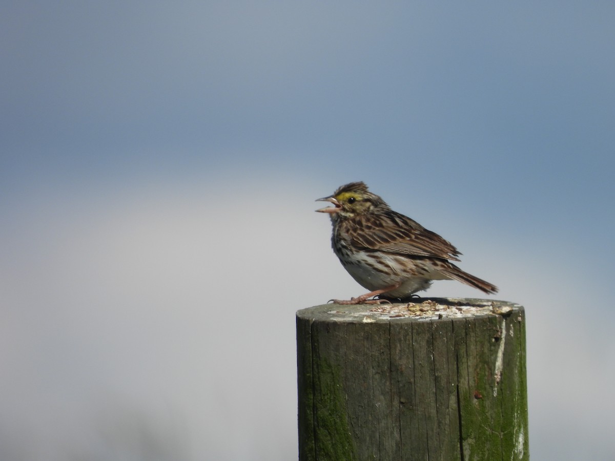 Savannah Sparrow - ML620517314