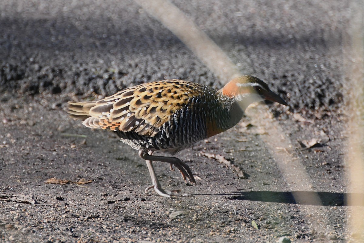 Buff-banded Rail - ML620517316