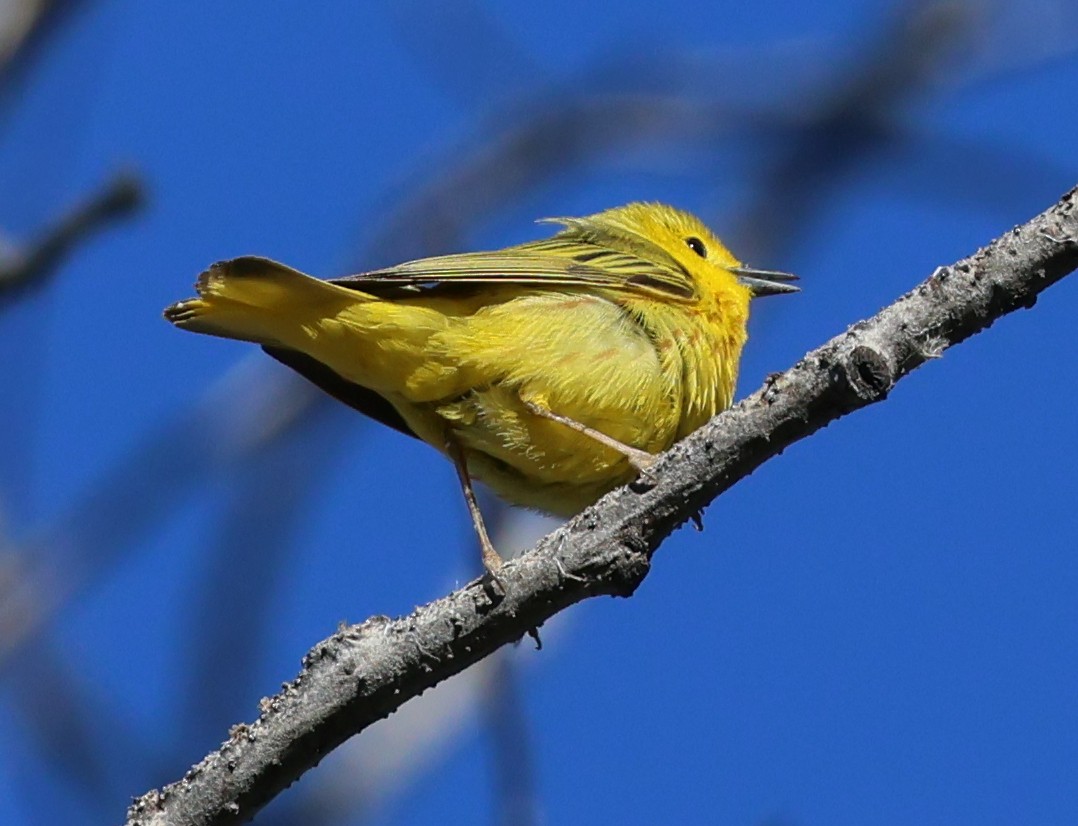 Yellow Warbler - ML620517317