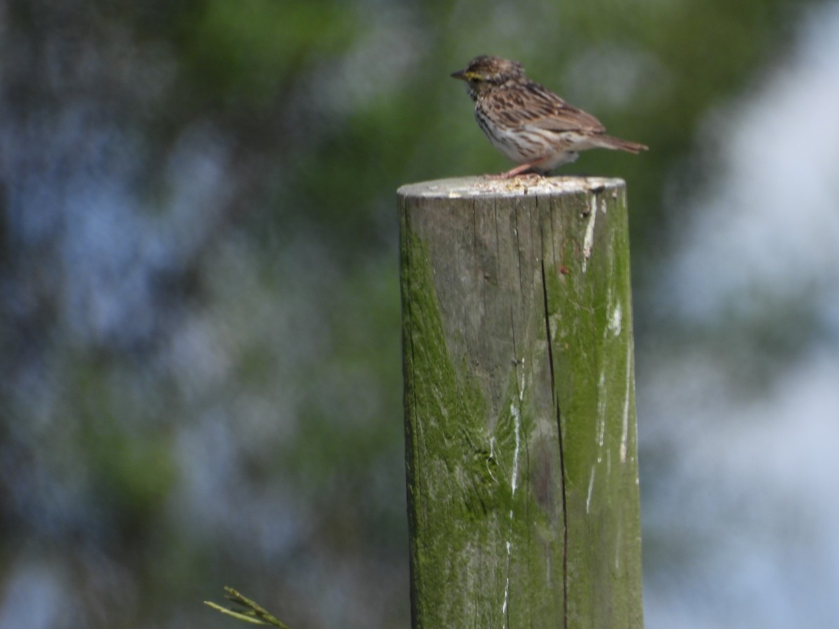 Savannah Sparrow - ML620517321