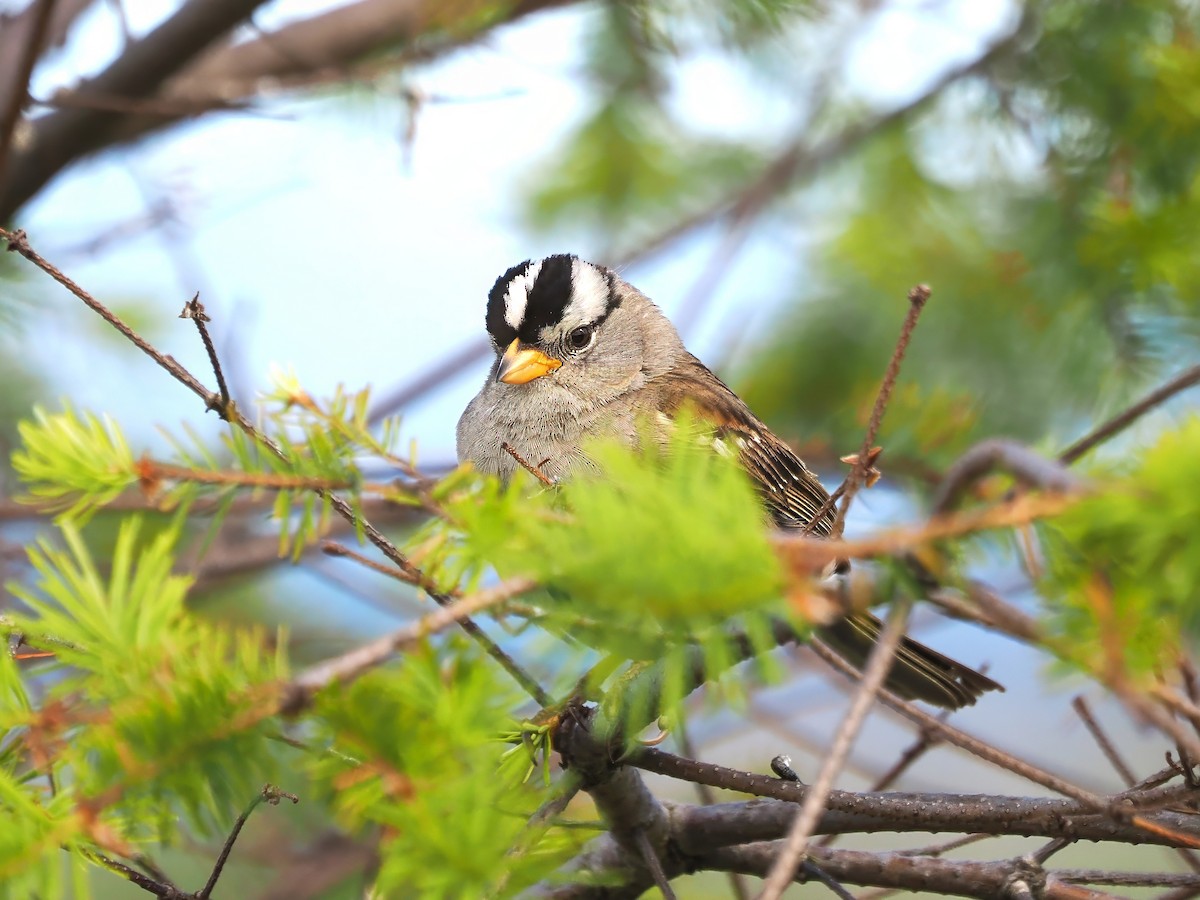 White-crowned Sparrow - ML620517328