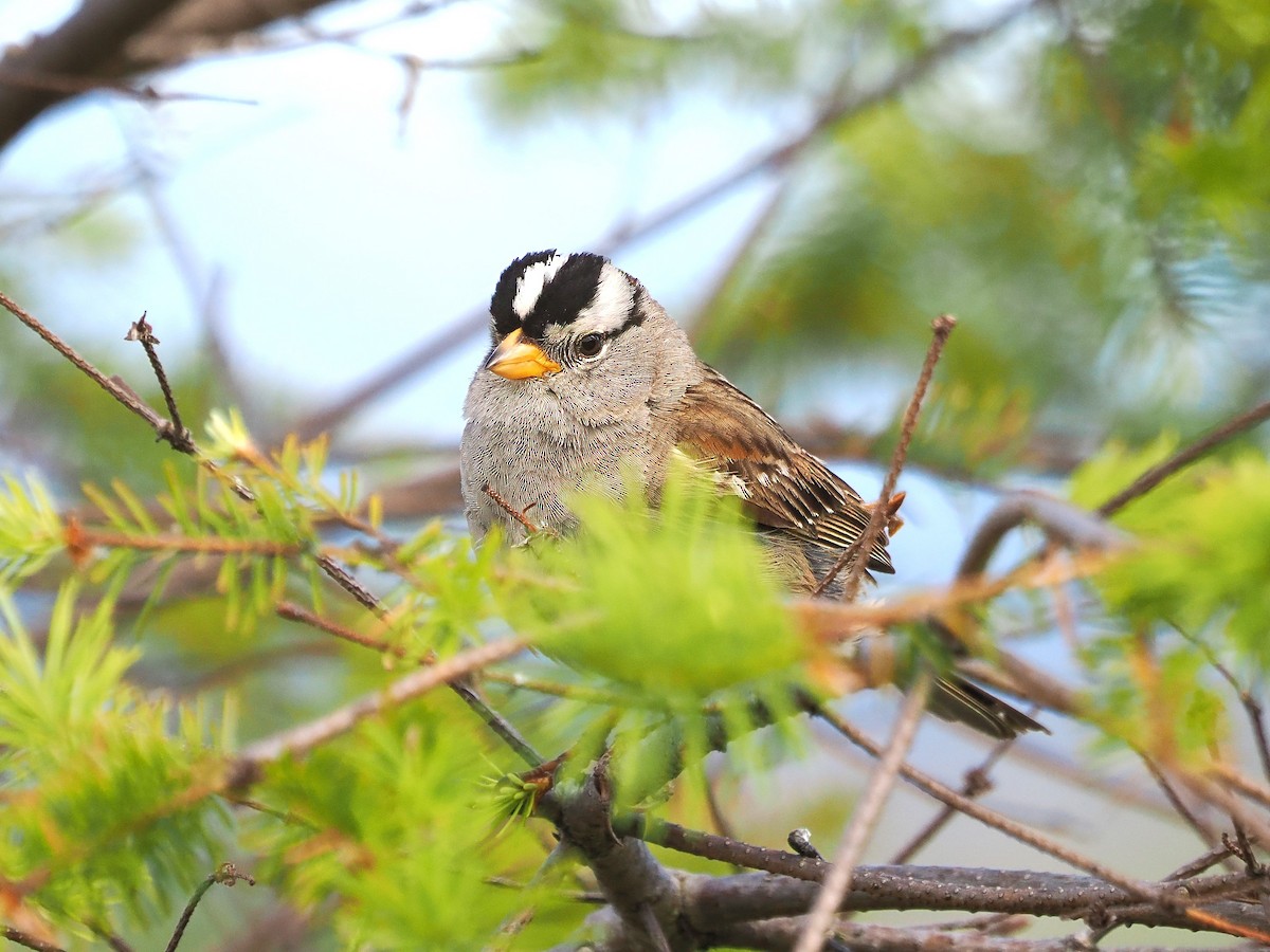 White-crowned Sparrow - ML620517329