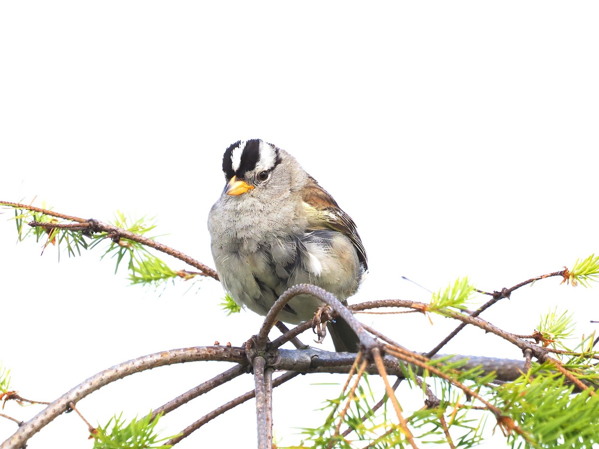 White-crowned Sparrow - Daniel Kaplan