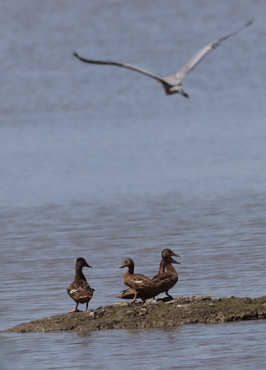 Canard colvert - ML620517331