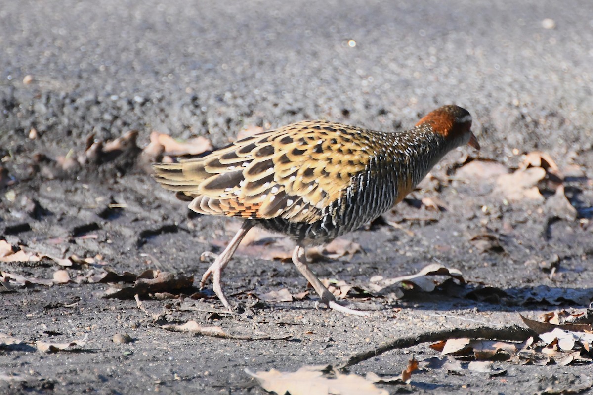 Buff-banded Rail - ML620517333