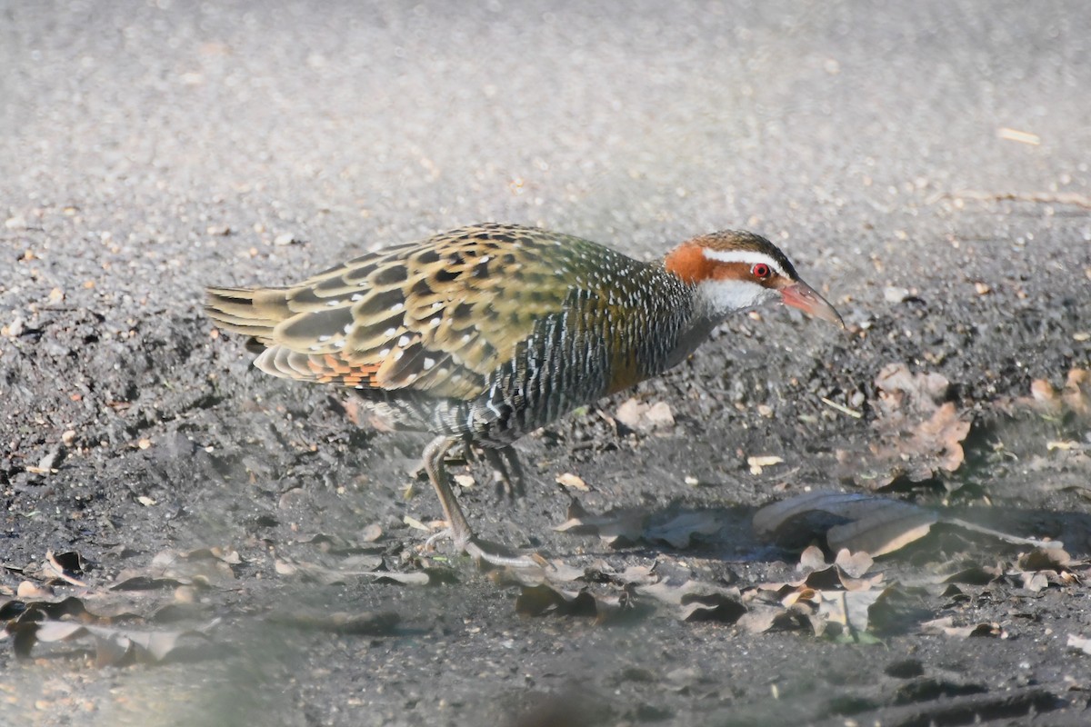 Buff-banded Rail - ML620517336