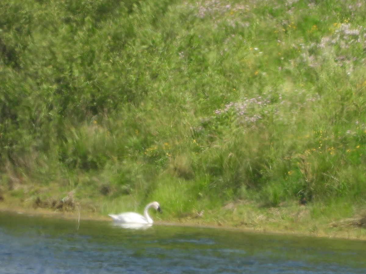 Trumpeter Swan - ML620517340