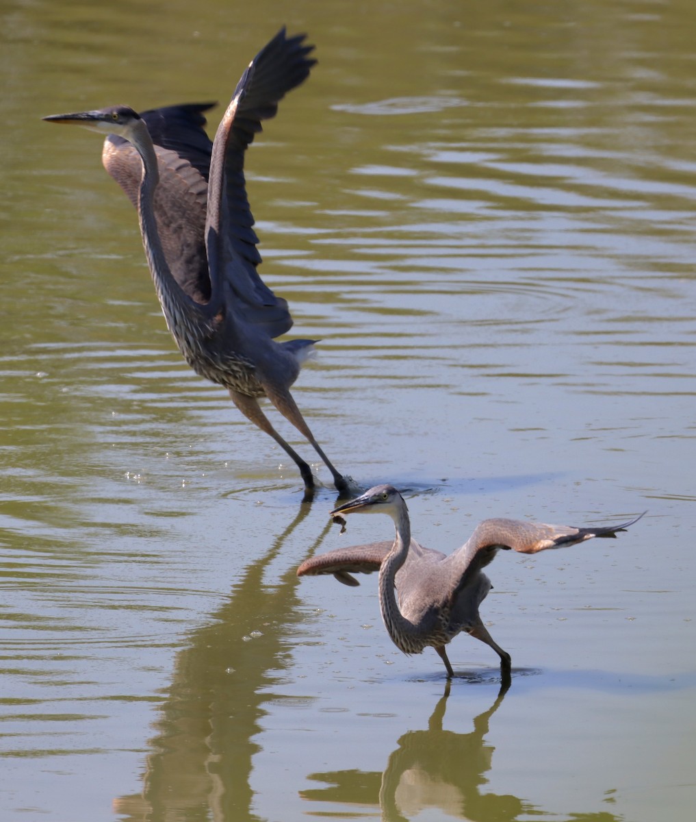 Great Blue Heron - ML620517341