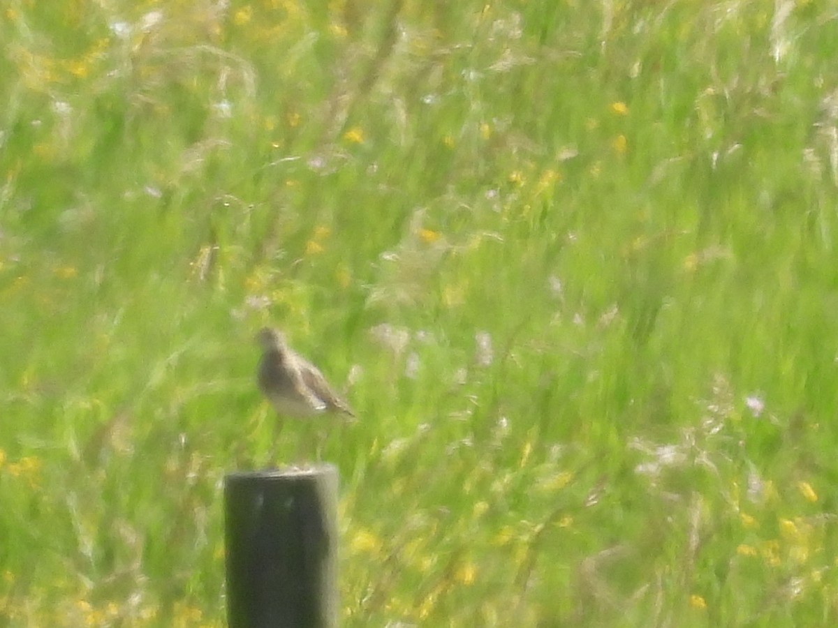 Upland Sandpiper - ML620517342