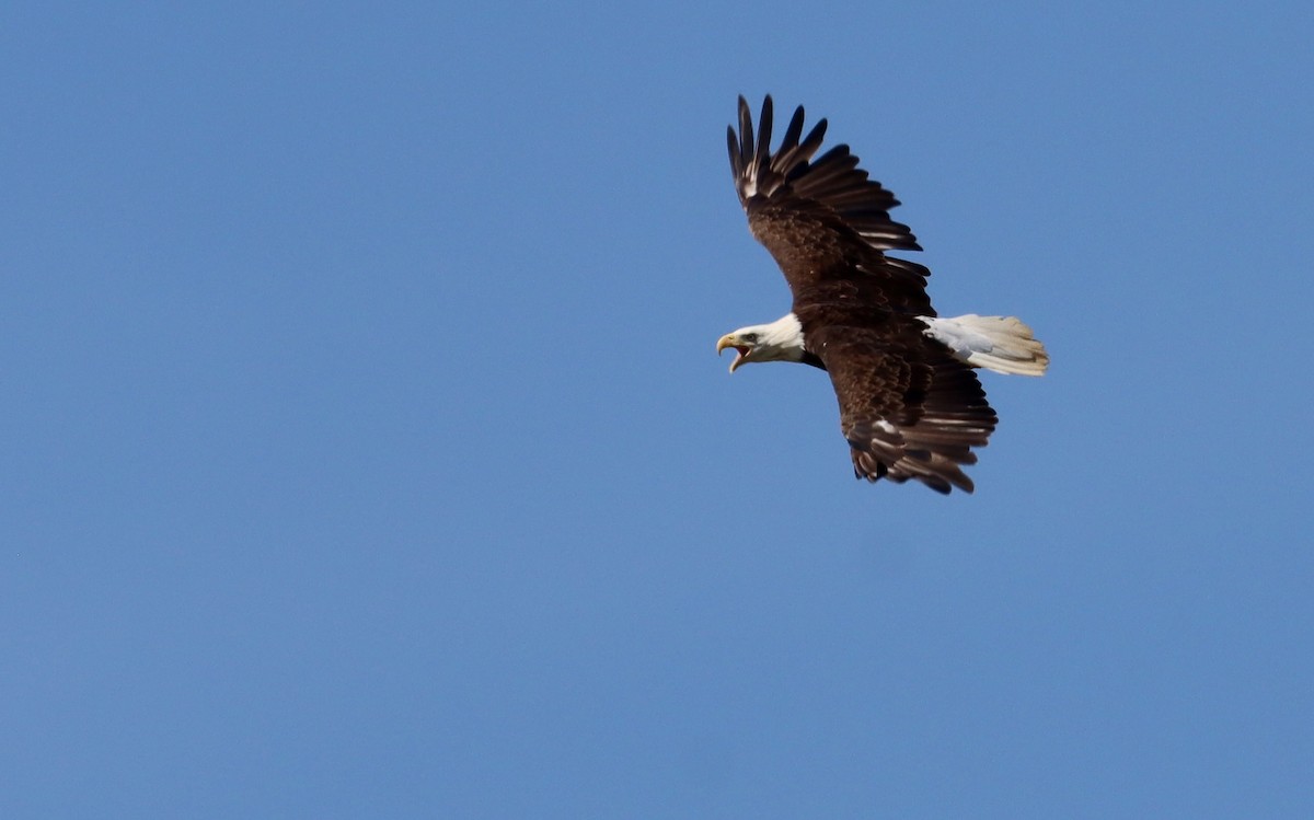 Bald Eagle - ML620517343