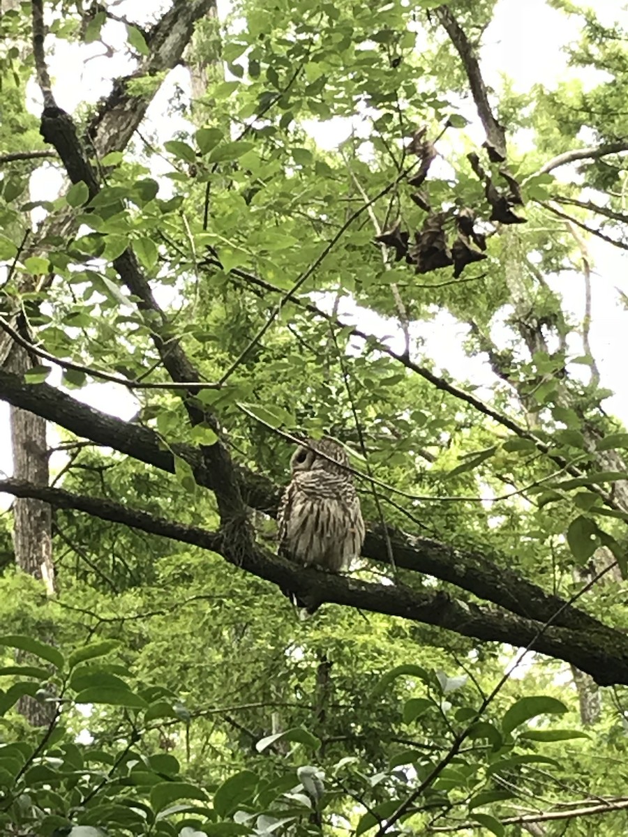 Barred Owl - ML620517347