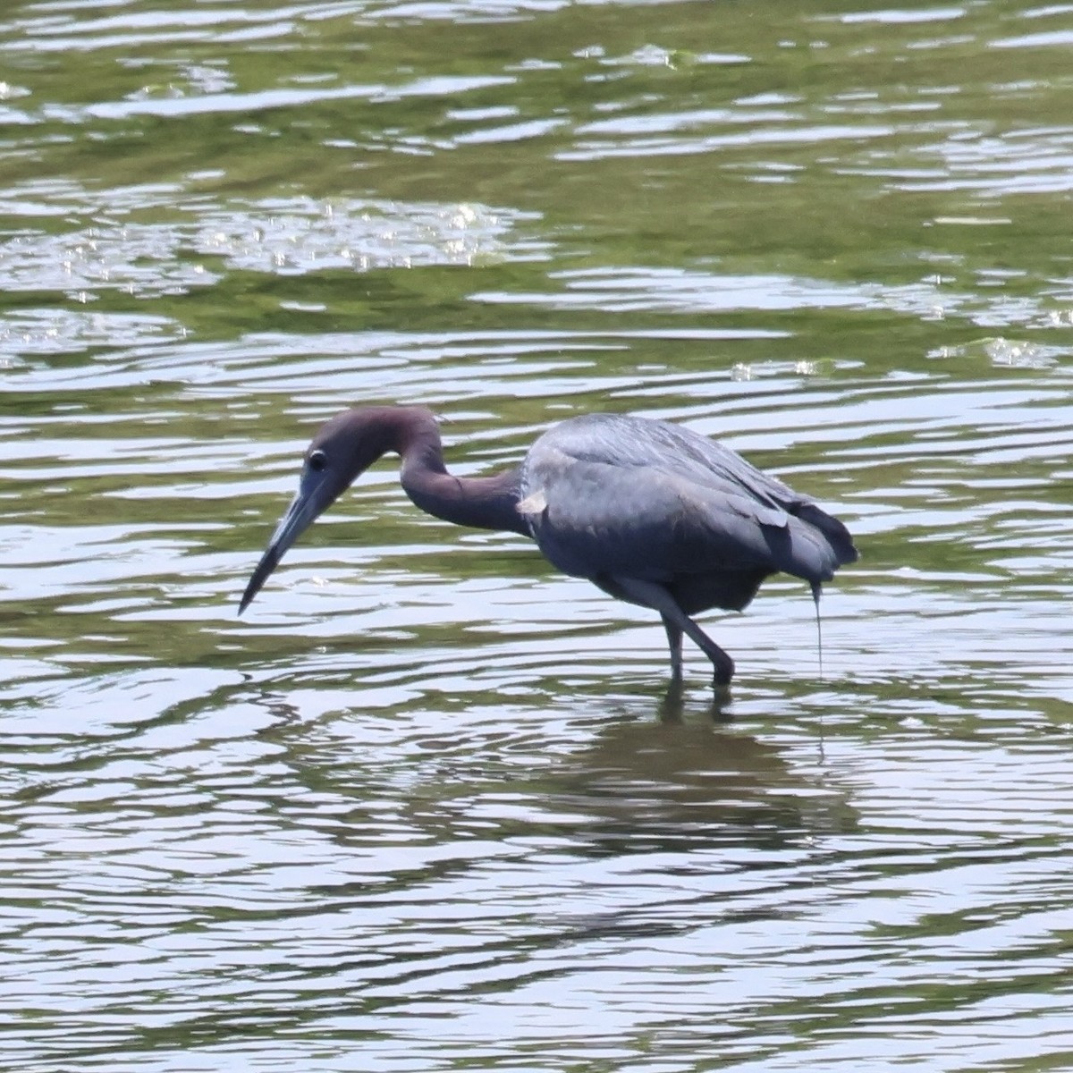 Little Blue Heron - ML620517349