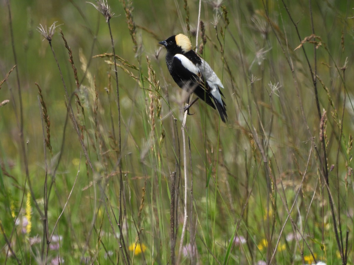 bobolink - ML620517350