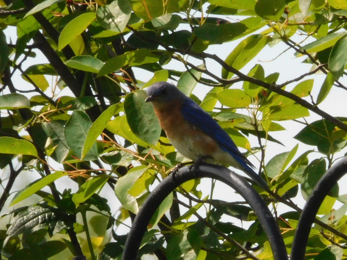 Eastern Bluebird - ML620517356