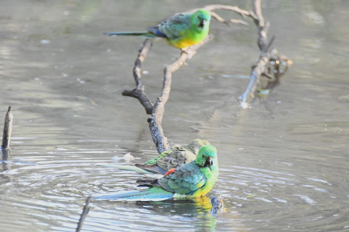 Red-rumped Parrot - ML620517357