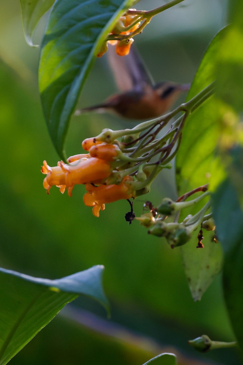 Reddish Hermit - ML620517358