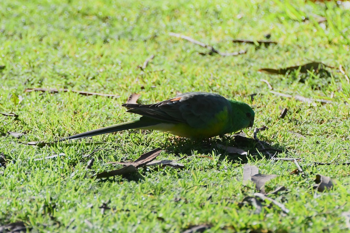 Red-rumped Parrot - ML620517361