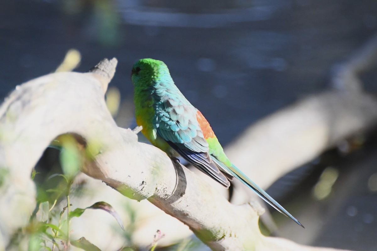 Red-rumped Parrot - ML620517363