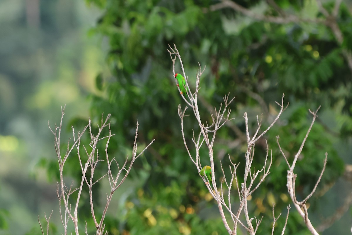 Sulawesi Hanging-Parrot - ML620517368