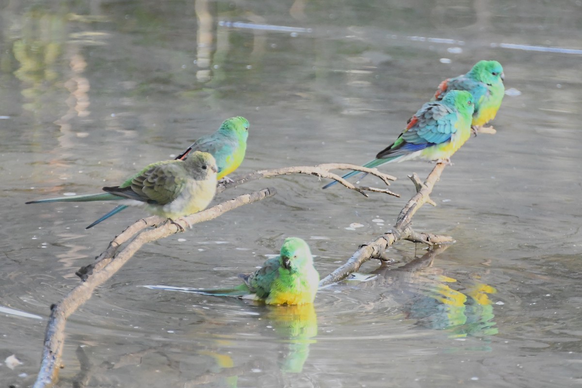 Red-rumped Parrot - ML620517370